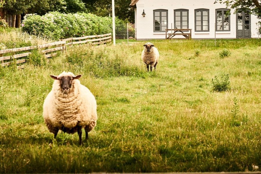 Schaf in friesischer Umgebung